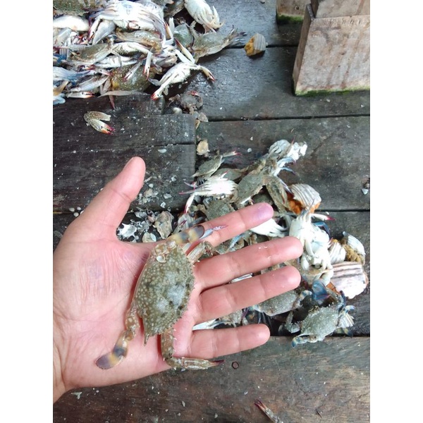 

BABY RAJUNGAN MENTAH FROZEN