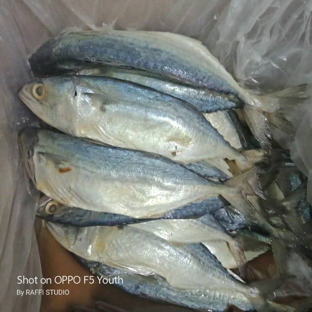 

Peda putih sedang & besar