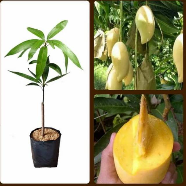 Bibit buah mangga madu - tanaman - bibit buah