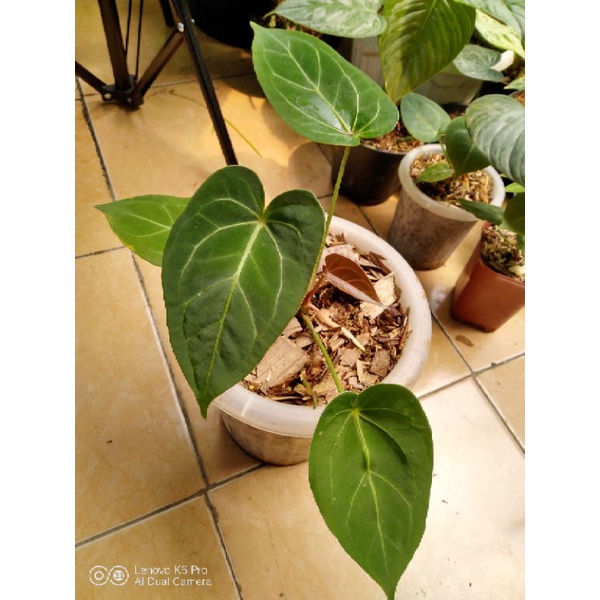 Anthurium Papillilaminum x Anthurium Forgetii