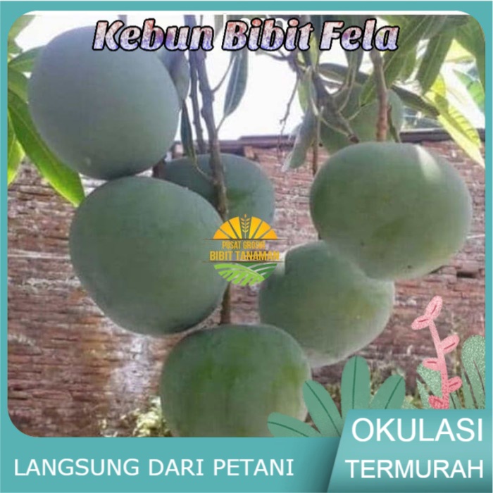 Bibit Buah mangga kelapa