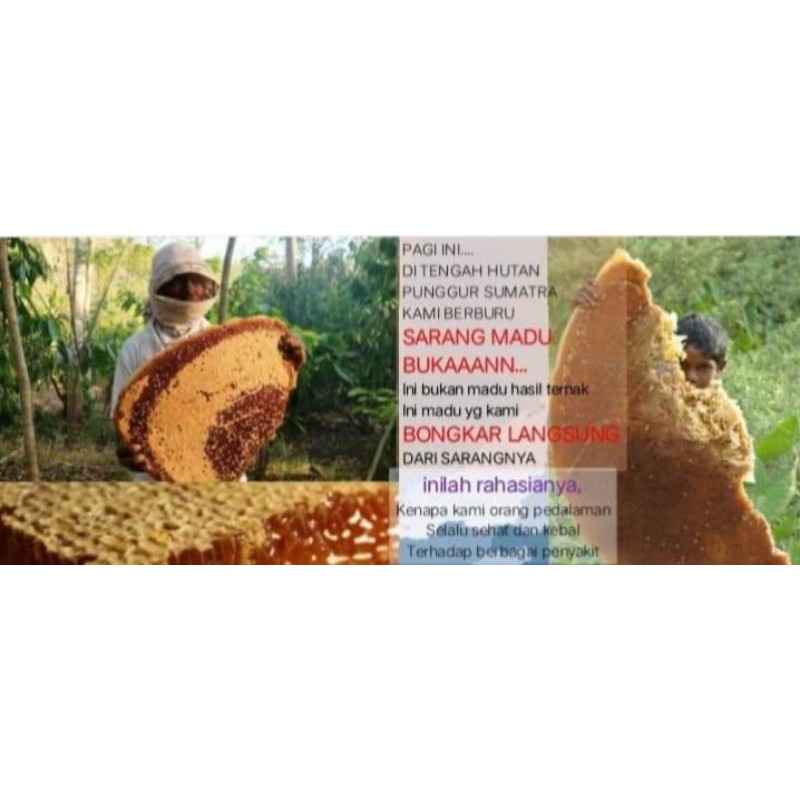 

Madu hutan asli madu lebah liar sumatera