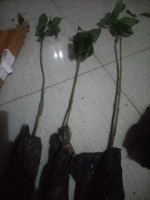 Promo 3 Bibit Tanaman Alpukat Miki 50cm