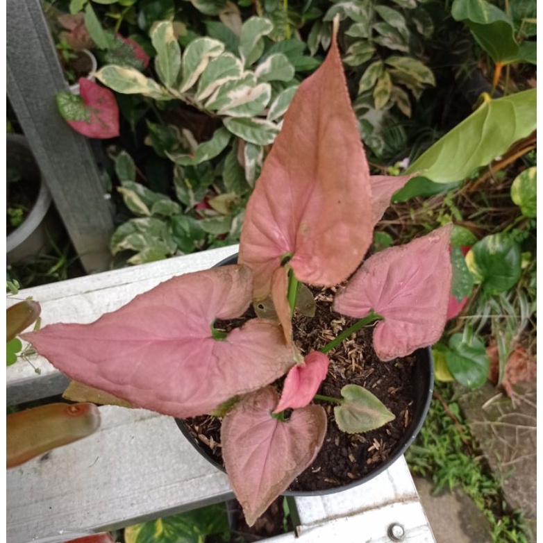 syngonium pink Perfection (original, daun tebal bergerigi)