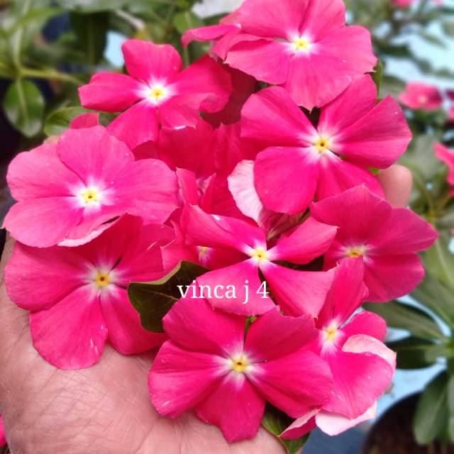 Benih vinca  gantung 5.000 isi 12 Benih