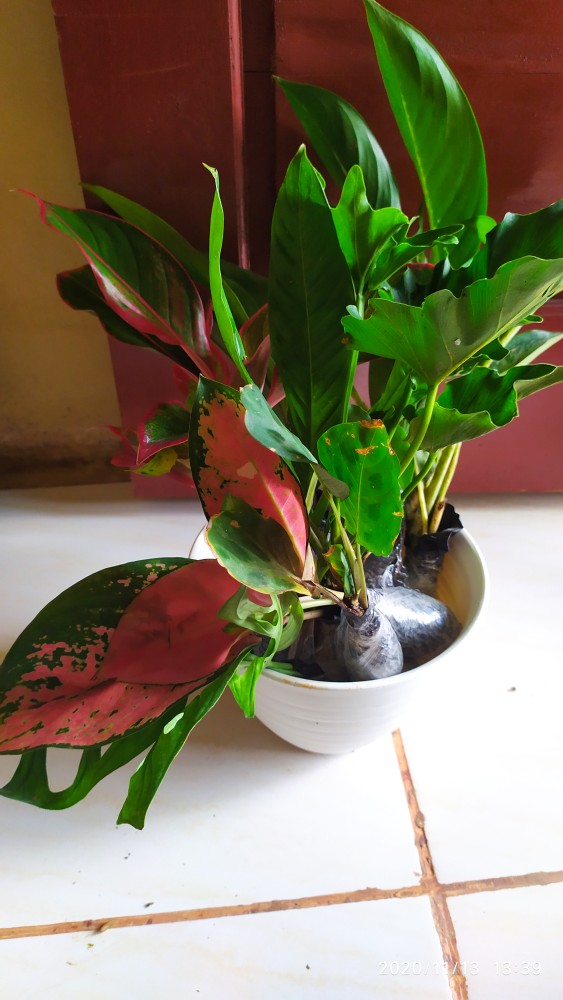 Tanaman Hias Monstera Janda Bolong