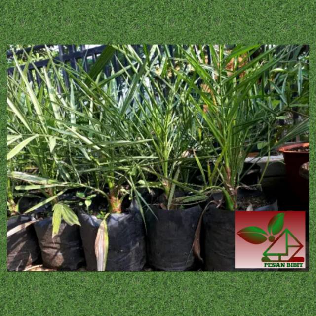 BIBIT POHON KURMA AJWA