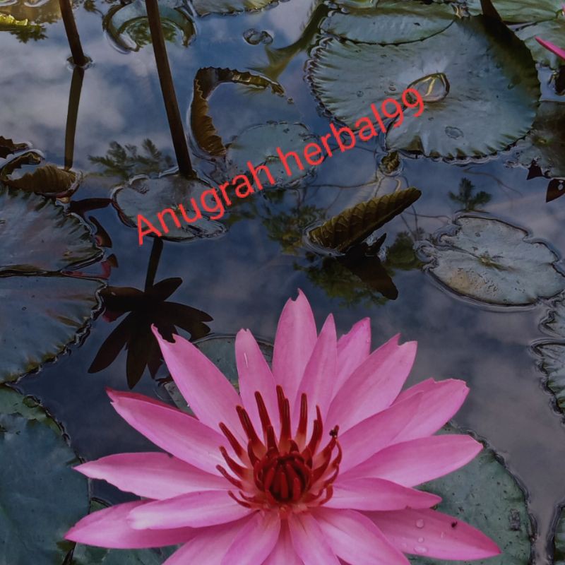 teratai,tanaman hias air teratai bunga merah