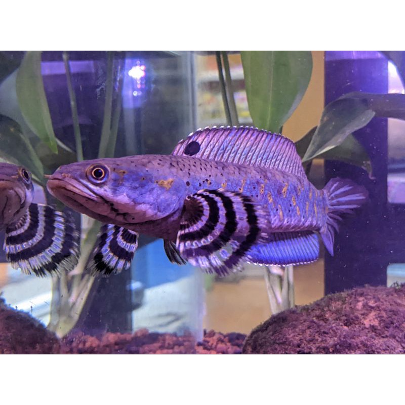 channa blue pulchra 15 cm up, GRADE A single tank