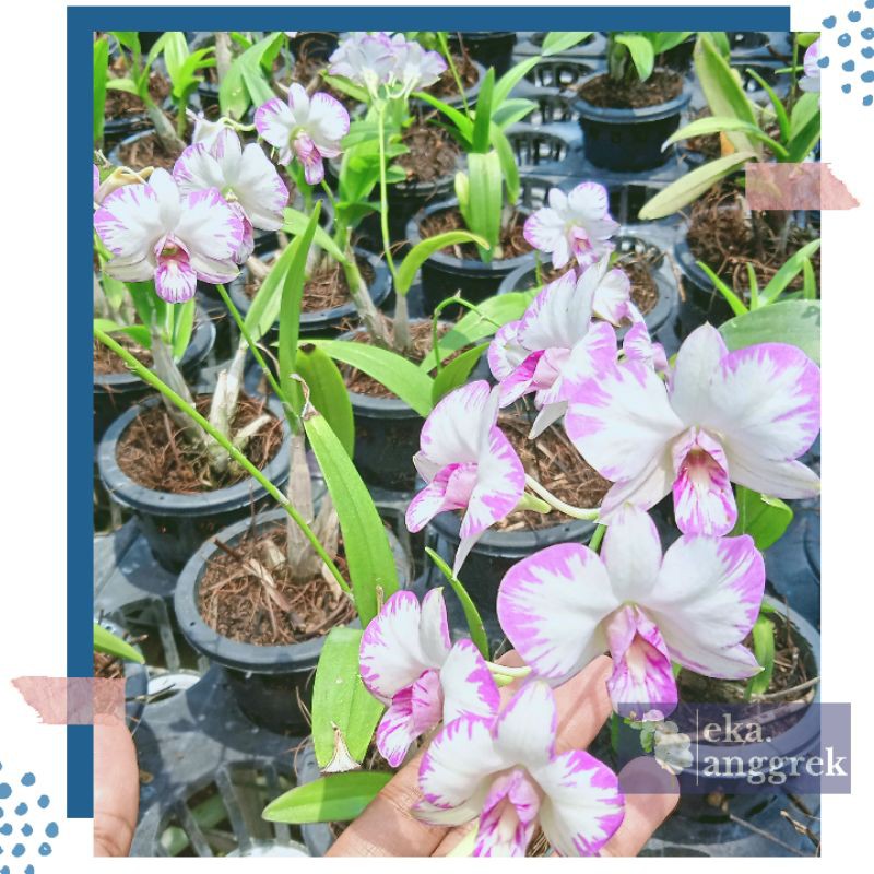 ANGGREK ENOBI/ENOBI ORCHIDS/ANGGREK BERBUNGA/ANGGREK REMAJA/ANGGREK KNOP