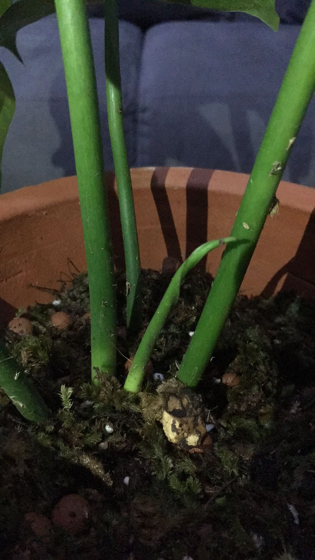 Tanaman Hias Philodendron Golden Dragon