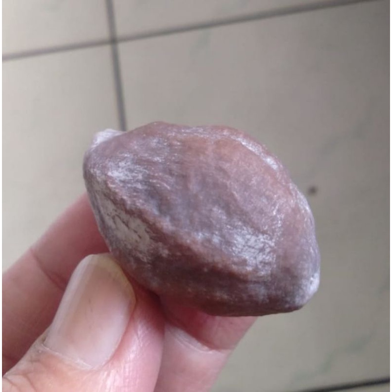 Kemiri Adu Muncang Adu Nyonyo ZT Ori Full Tua