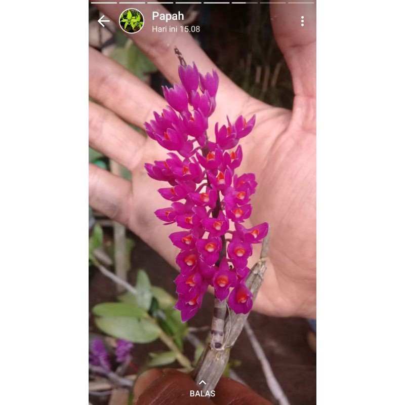 anggrek dendro scundum