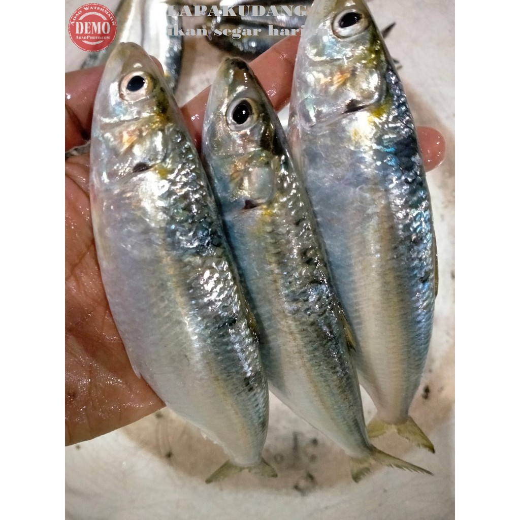 

Ikan Tembang Segar / Ikan Fresh Laut Kualitas GARANSI SEGAR