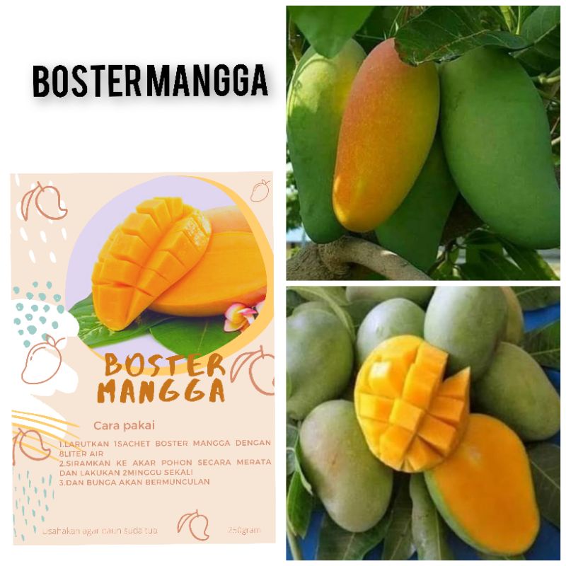 BOSTER BUAH MANGGA. PUPUK BUAH MANGGA. PUPUK BUAH PUPUK SAYURAN PUPUK TANAMAN HIAS PUPUK MEDIA TANAM