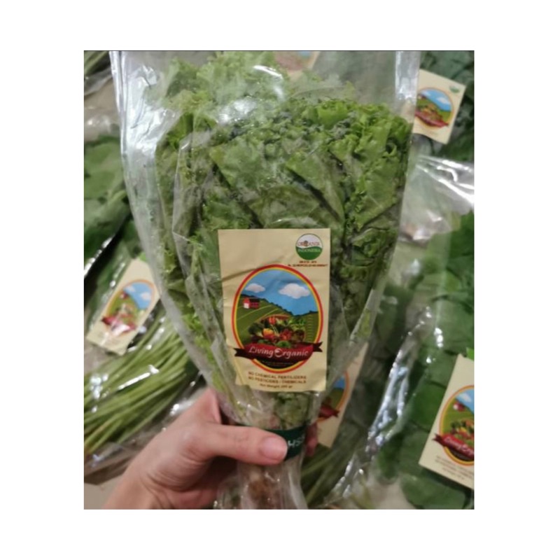 

Selada Keriting, Curly Lettuce || 200 gr || Sayuran Organik