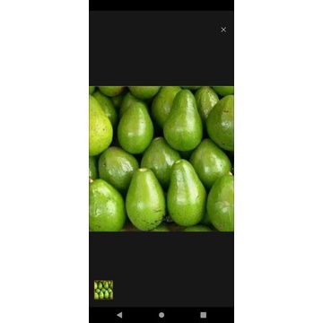 

Alpukat Mentega Enak