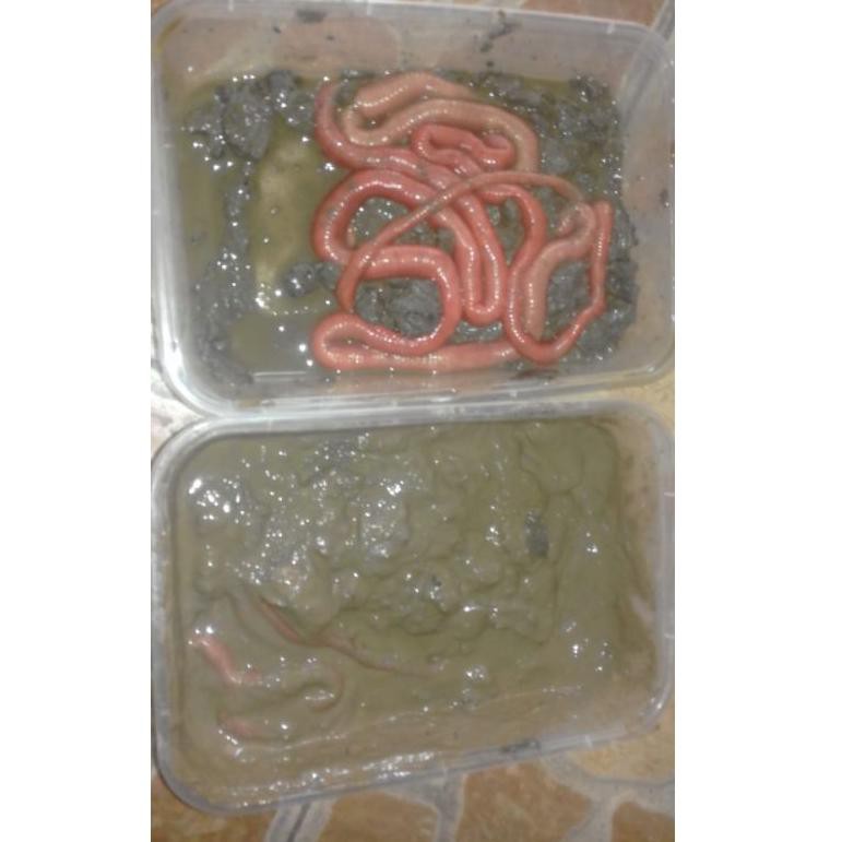 [ CODE | PRM ☼❃ 202014765 ] Cacing Nipah Kualitas Grade A #AJB958