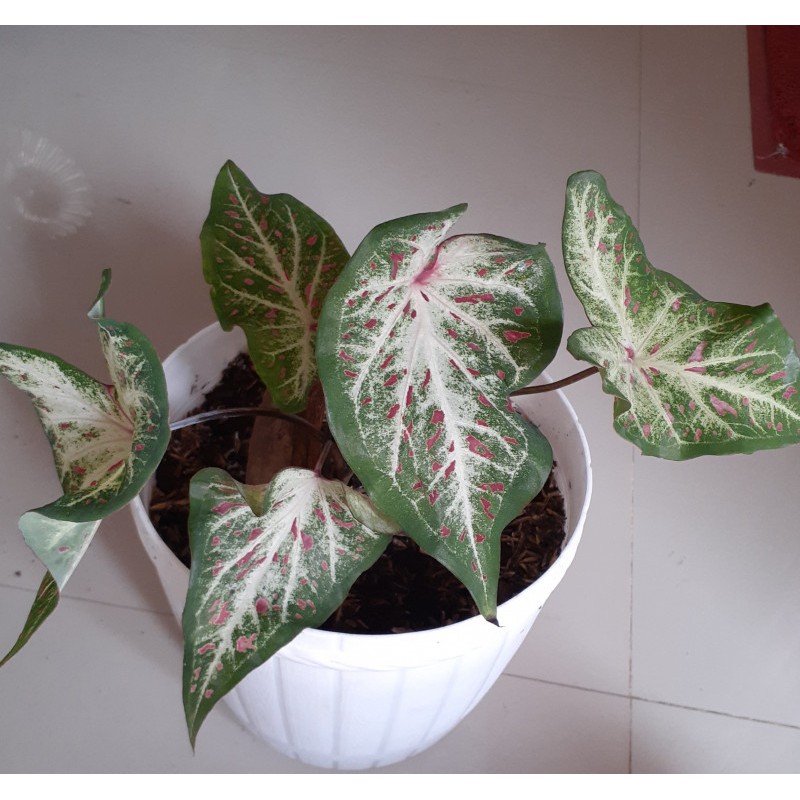 Caladium Murah CALADIUM GIGERLAND Tanaman Hias