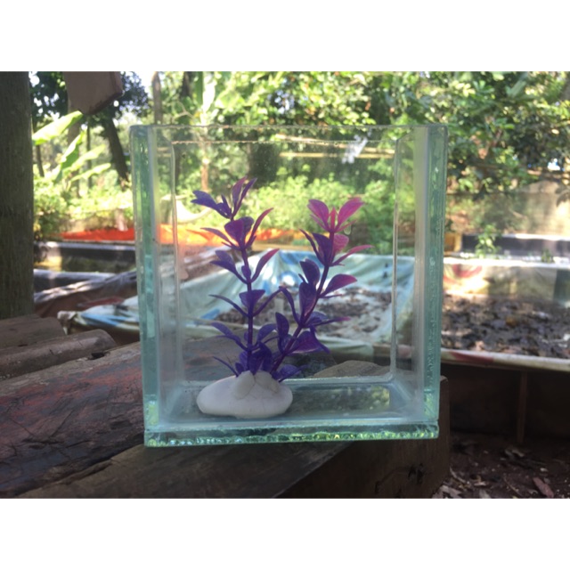 Soliter mini aquarium mini soliter cupang soliter ikan cupang soliter Selfi