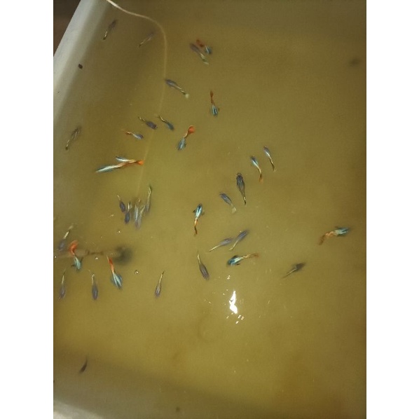 ikan guppy platinum red mozaic dumbo ear dewasa