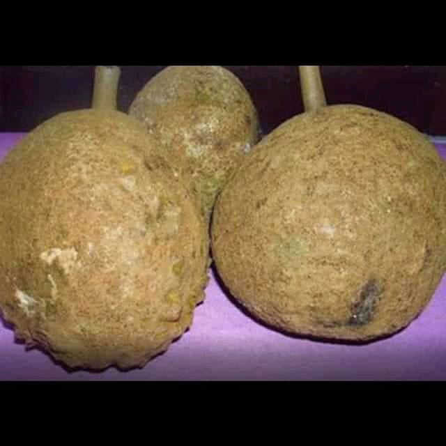 Bibit durian gundul/durian sukun