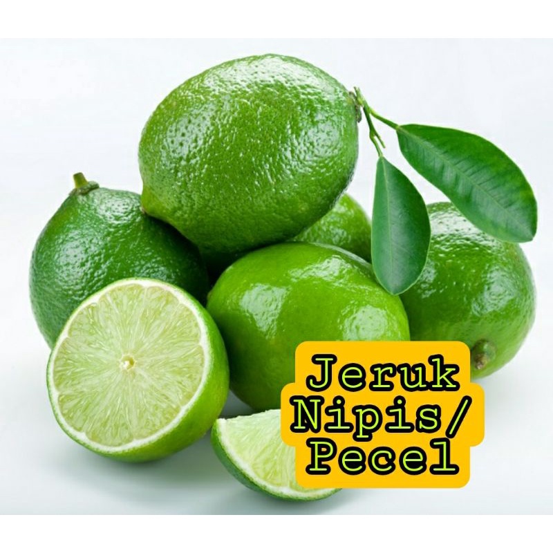 BIBIT JERUK NIPIS ( BELI 7 GRATIS 1)