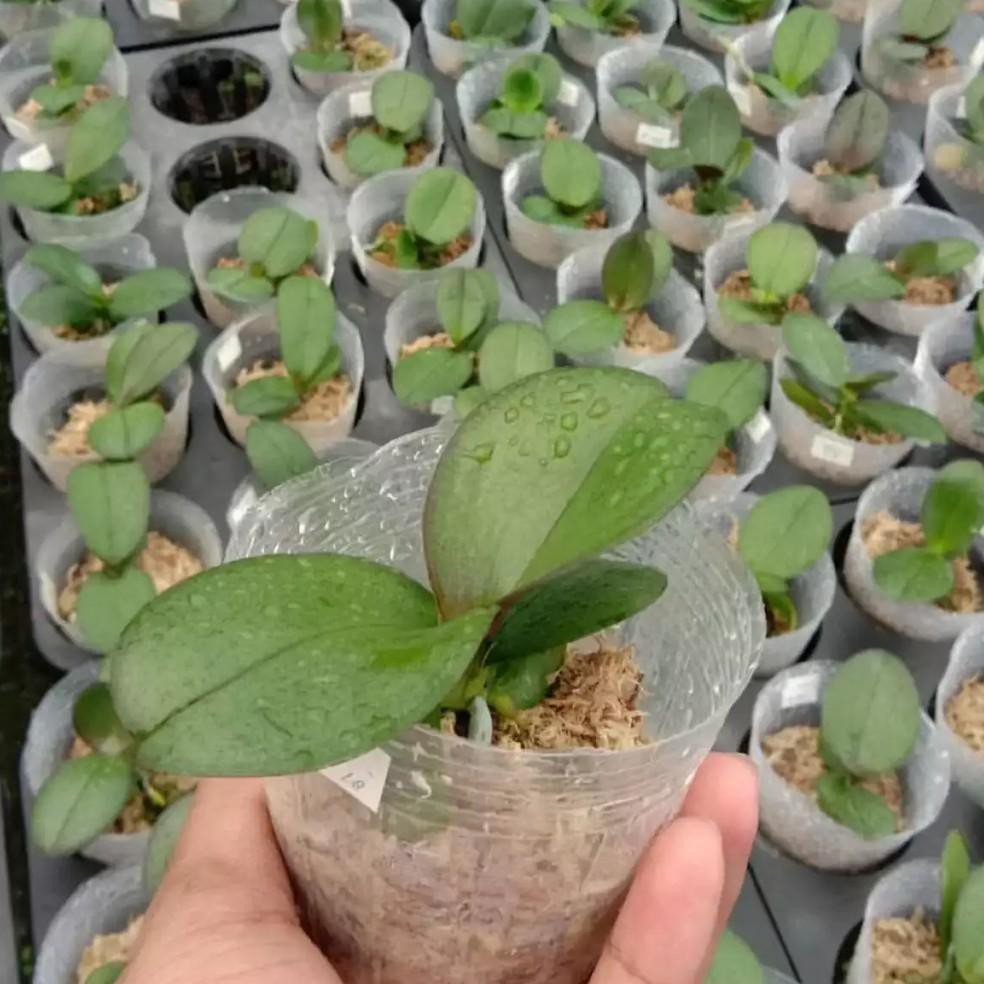 (SP COL 16F5Ax) Anggrek Bulan Remaja Hybrid Premium Taiwan Murah (10-15Cm) ↔