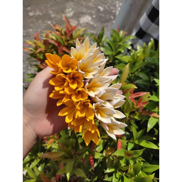 Semanggi jepun spons // semanggi sandat