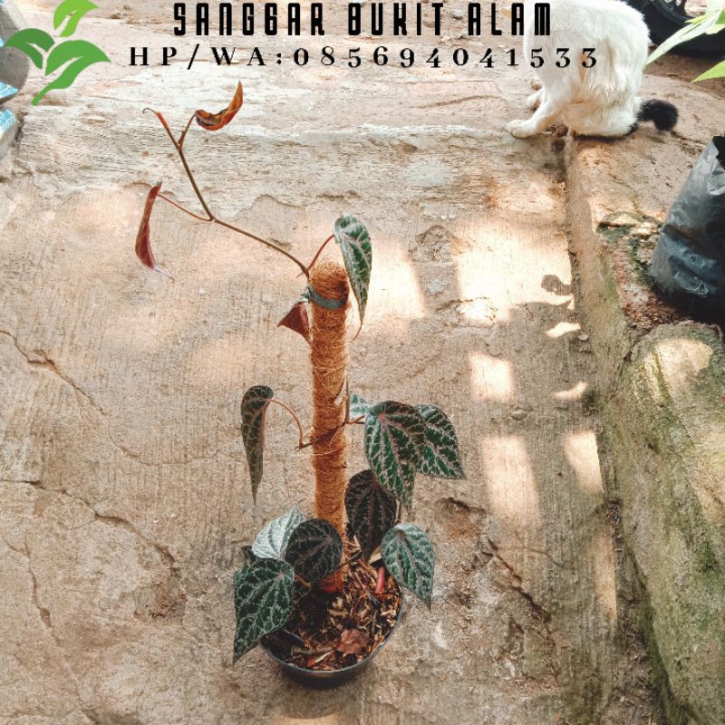 tanaman hias/herbal sirih merah/sirih wulung