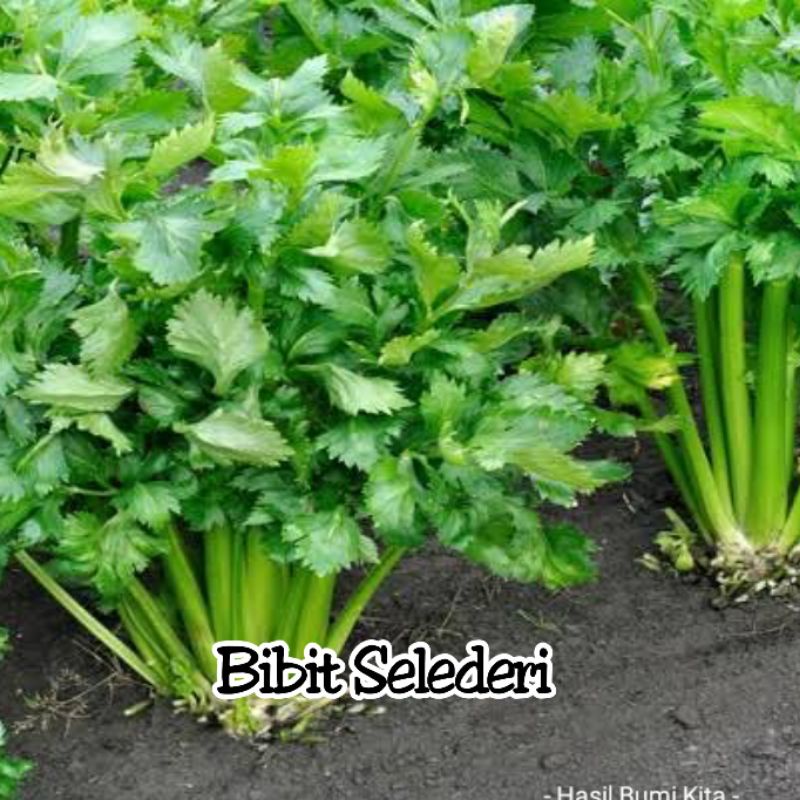 

Seledri Bibit Siap Tanam Apium graveolens L Herbal Rempah Bumbu Dapur pewangi masakan kaya manfaat
