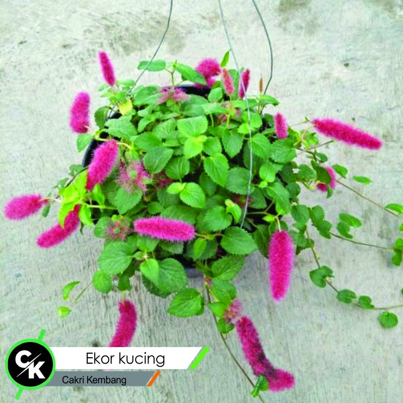 bibit bunga ekor kucing (Acalypha hispida) -Tanaman Hias Ekor Kucing Gantung Berbunga - BAKUL KEMBANG