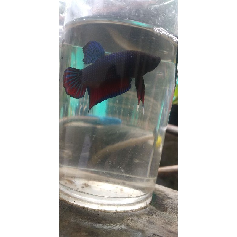 cupang aduan bagan mds