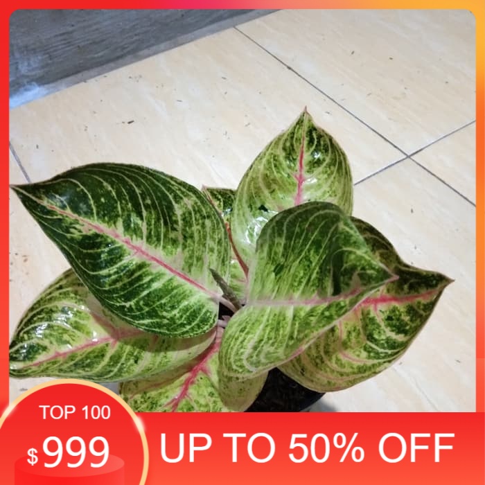 Tanaman hias moonlight - aglonema moonlight -pohon aglonema moonlight murah - BISA COD