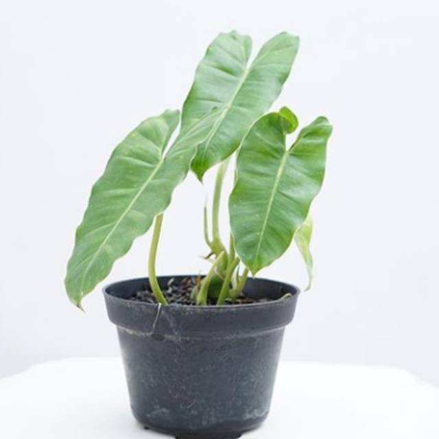 Tanman hias pilodendron burlemarx/pilodendron brekele