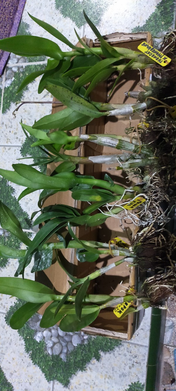 Anggrek Den White Diamon Star