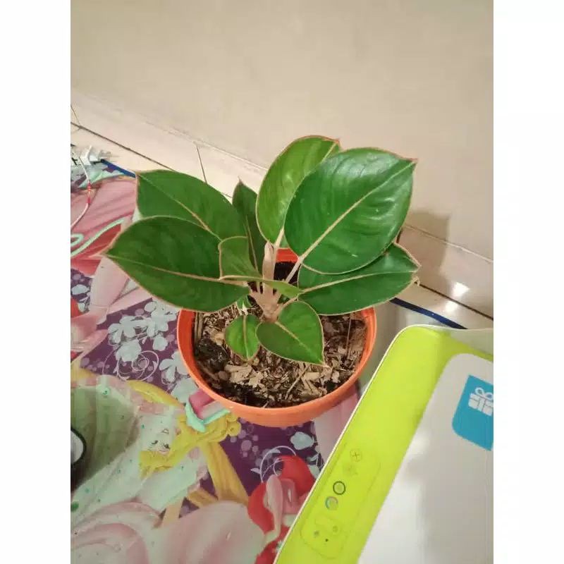 aglonema Flamingo lipstik flamingo