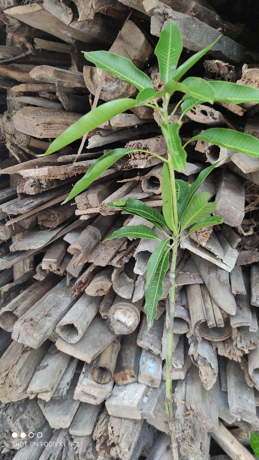 Bibit Mangga Alpukat Supermurah