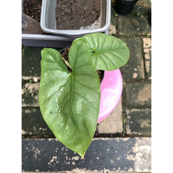 alocasia corazon / tanaman alokasia