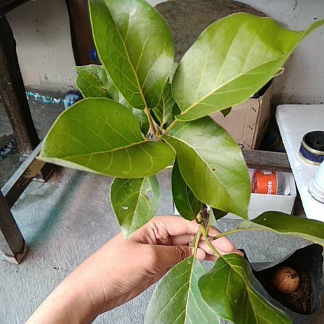 Bibit Alpukat Kendil Super Unggul