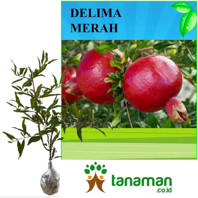 Bibit Tanaman Buah Delima Merah