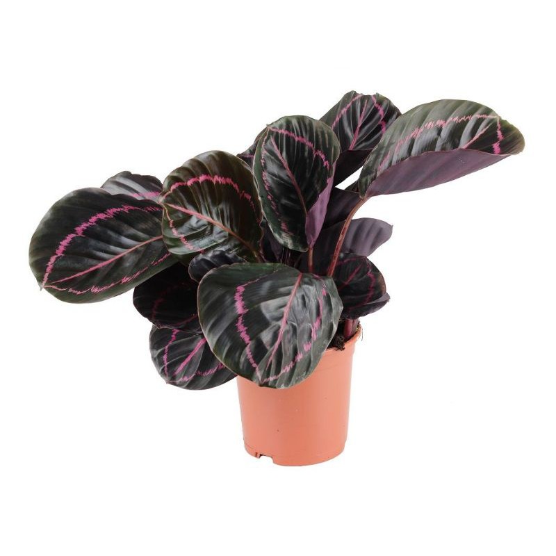 Tanaman hias calathea black lipstik / calathea black lipstik