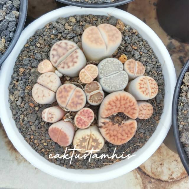Lithops