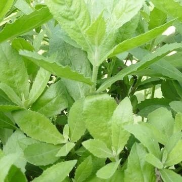 

Daun Beluntas Luntas Lontas Segar Kemasan 100 Gram