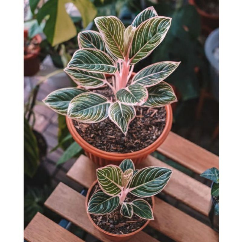 Bonggol Aglonema Minion bibit tanaman aglonema minion