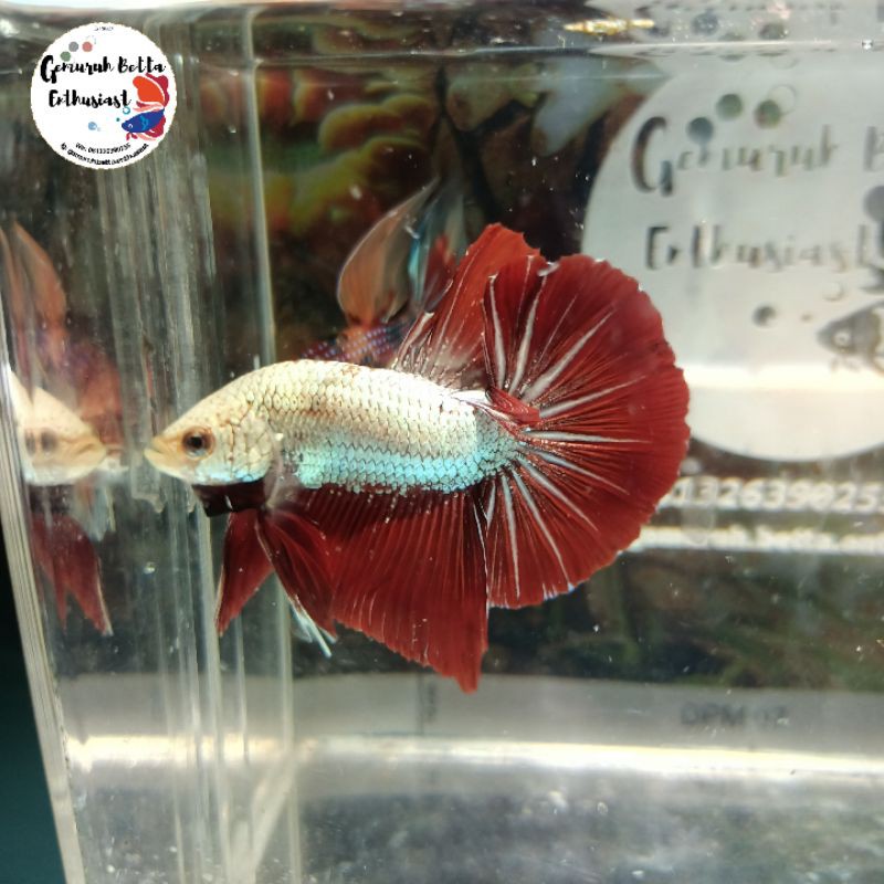Hmpk Red Dragon Male