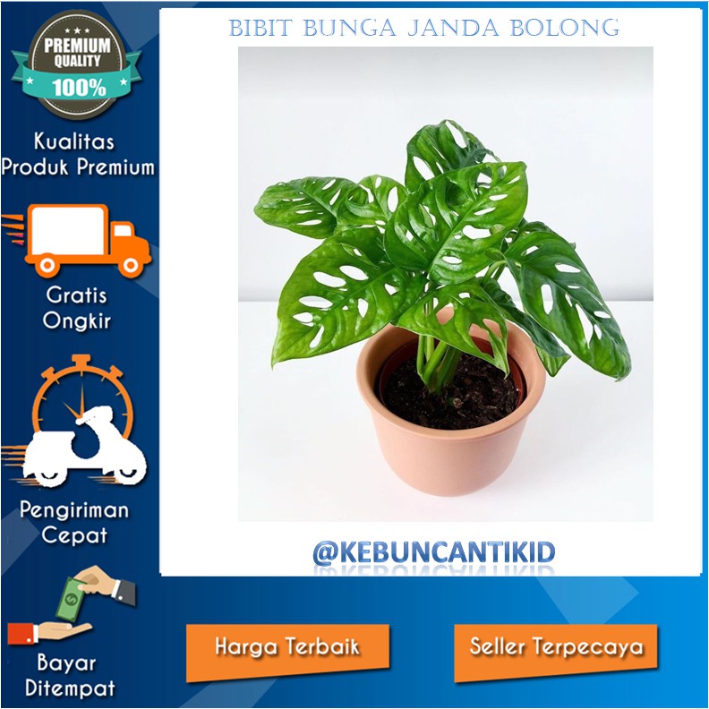 BUNGA JANDA BOLONG / TANAMAN MONSTERA OBLIQUA JANDA BOLONG BIBIT BUNGA JANDA BOLONG