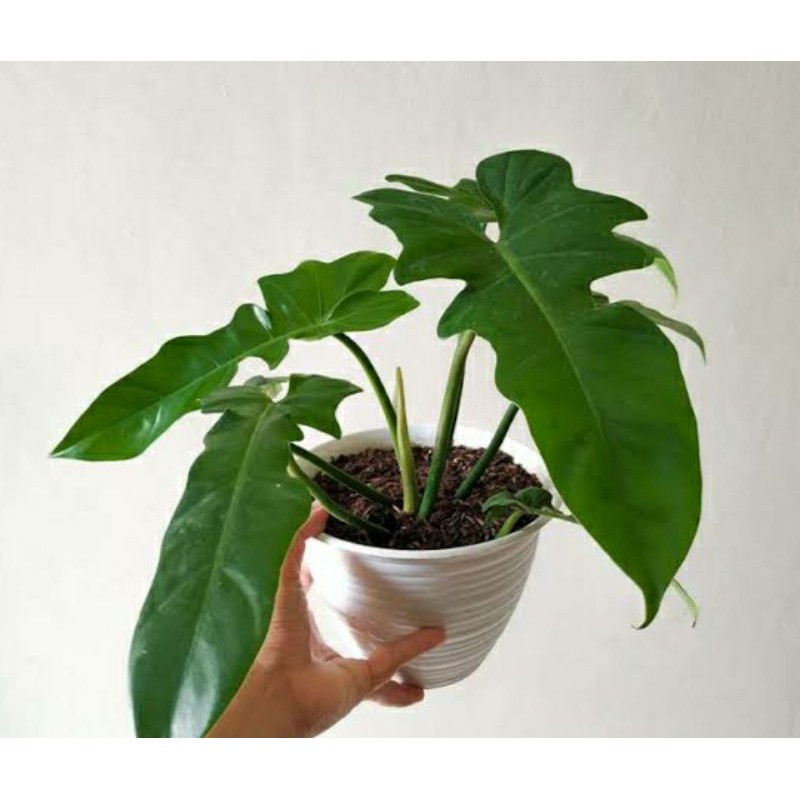 Tanaman hias philodendron dragon / Philodendron golden dragon / philo murah