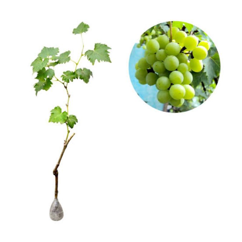 

bibit buah anggur hijau import
