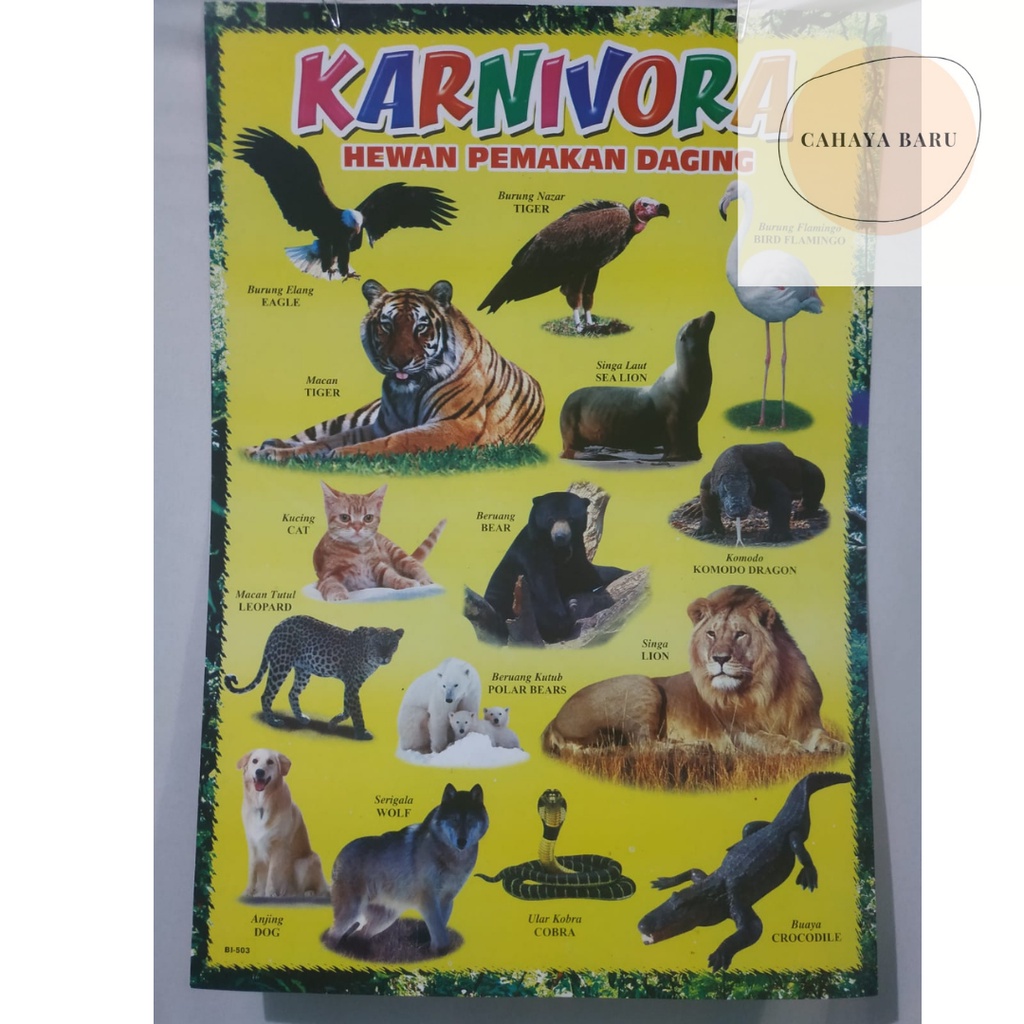 

Poster Edukasi Anak Mengenal Jenis Hewan Pemakan Daging (Karnivora)